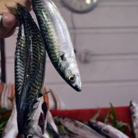 Somon diye biliyorduk! Omega 3 zengini balık başka çıktı