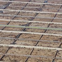 Endüstriyel Hayvancılık, Küresel İklim Hedeflerini Tehdit Ediyor