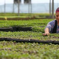 FAO'dan 4. girişimcilik ve kooperatif projesi