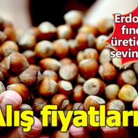 Fındık fiyatları ne kadar, Levant fındık Giresun fındık alış fiyatı kaç para oldu?
