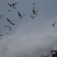 Fırtına deniz ulaşımını felce uğrattı!