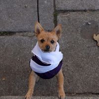 Fransa'da bir belediye başkanı köpeklerin havlamasını yasakladı