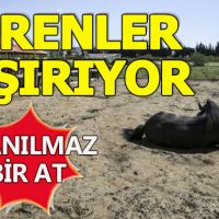 Hatay'da 100 bin TL'lik at görenleri şaşırtıyor