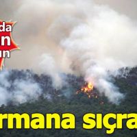 Hatay'da orman yangını