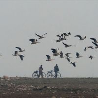 Hindistan'da 2000 ölü kuş bulundu
