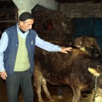 İneğe trafik cezası! "Bu olaya kimse inanmaz!"