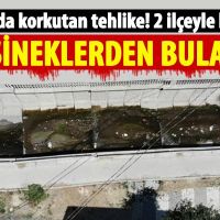 İstanbul'da korkutan hastalık! Sivrisineklerden bulaşıyor