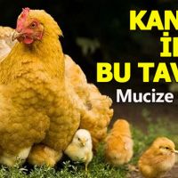 Kanser ilacı yumurtlayan tavuk