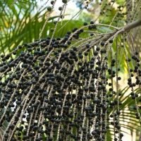 Acai çileği kanserli hücrelerin düşmanı