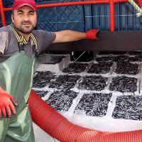 Karadeniz'de hamsi bolluğu! Sakız fiyatına satılıyor