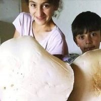 Kars'ta 3 kiloluk dev mantar keşfedildi