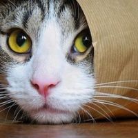 Kedi paraziti nedir, tedavisi ve belirtileri nelerdir? Toksoplazma