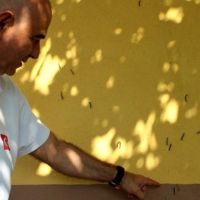 Kocaeli'de her evden tırtıl çıkıyor