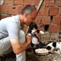 Köpeği dereye atan belediye işçisine, köpeklere bakma görevi verildi