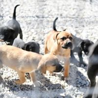 Mamak Belediyesi'nden Hayvan Dostu Düzenleme