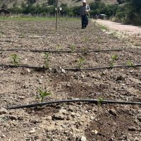 Mamak'ta Ata Tohumu Çalışmaları Sürüyor
