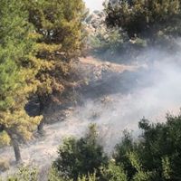 Manisa'da korkutan orman yangını