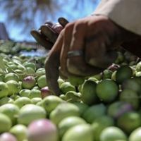 Marmarabirlik zeytin alım fiyatları belli oldu