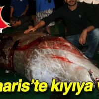 Marmaris'te balina kıyıya vurdu