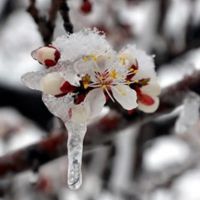 Meteorolojiden bazı illere zirai don uyarısı