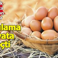 Organik yumurta sahtekarlığını bitirecek uygulama yürürlükte