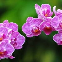 Orkidelerin nesli tükenebilir