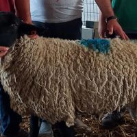 Otomobil fiyatına koç satıldı