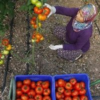 Rekabet Kurulu'ndan fırsatçılara uyarı!