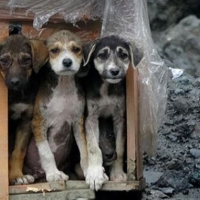 Rize'deki taş ocağı köpek barınağına dönüştürüldü