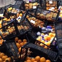 Rusya'ya gönderilen mandalinalar imha edildi