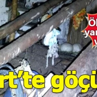 Siirt'te bir evde göçük:3 Ölü, 5 Yaralı