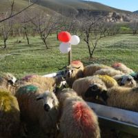 Siirt'te genç çiftçilere 16 milyon 590 bin hibe desteği verildi