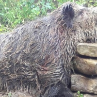 Sinop Erfelek'te 300 kiloluk domuz avlandı