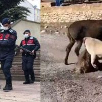 Sıpayı köpeklere öldürten şahıs serbest bırakıldı