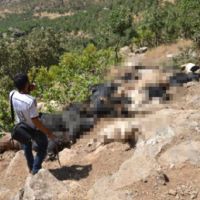Şırnak'ta inanılmaz olay! 200 hayvan böyle telef oldu
