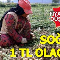 Soğan fiyatları düşecek