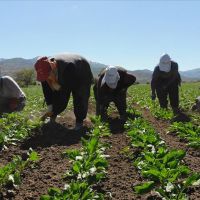 Tarım işçileri mesaiye başladı