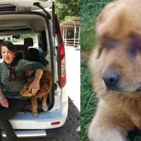 Tokat'ta bir köpeğin gözlerini oydular