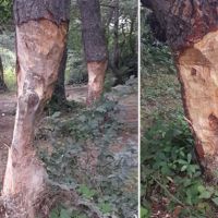 Tokat'ta isyan ettiren görüntü ağaçları bu hale getirdiler