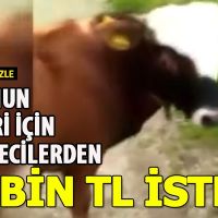 Trabzon'da bir kişi eğitiği tosunun haberi yapılması için 25 bin TL istemesi