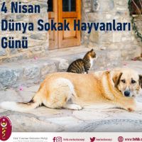 Türk Veteriner Hekimleri Birliği'nden Dünya Sokak Hayvanları Günü Basın Açıklaması