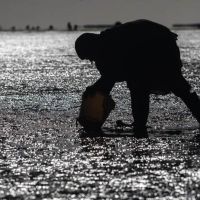 Türkmenistan'daki balıkçılık ve su ürünleri yetiştiriciliği endüstrisine odaklanıyor