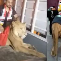Ülke kan gölüne döndü! Sokakta aslan gezdirdiler