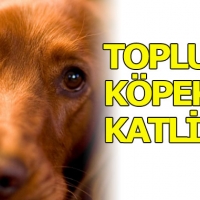 Yalova hayvan barınağında köpek eziyeti