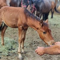 Yaralı ve hasta atlardan doğan mucizeler Diyarı Artvin Projesi 1. yılını doldurdu