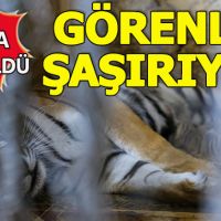 Yavru Bengal kaplanları ilk defa İstanbul'da