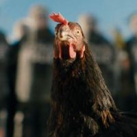 Yeni bir film vizyona hazırlanıyor: "Hen - Tavuk"