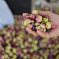 Zeytin ihracatı yüzleri güldürdü. Rekor kırdı!