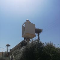 Tunceli'de Mehmetçik ve görevliler yuvasından düşen minik leylek için seferber oldu