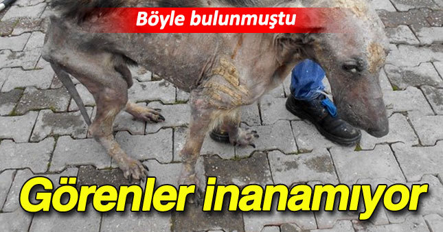 Köpek kendine yardım edenleri şaşırttı